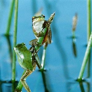 Fotoğraf Marie Pérennou