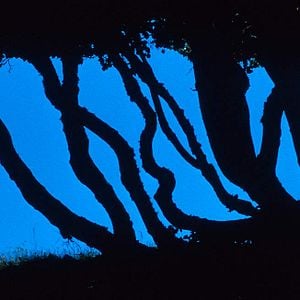 Fotoğraf Marie Pérennou