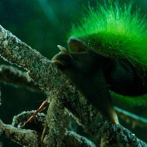 Fotoğraf Claude Nuridsany