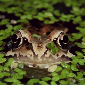 Fotoğraf Claude Nuridsany