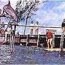 Fotoğraf Yunusların Günü