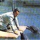 Fotoğraf Yunusların Günü