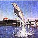 Fotoğraf Yunusların Günü