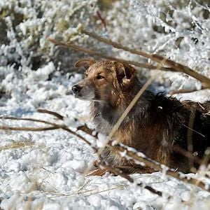 Fotoğraf Can Yoldaşım