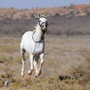 Fotoğraf Tornado and the Kalahari Horse Whisperer