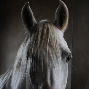 Fotoğraf Tornado and the Kalahari Horse Whisperer