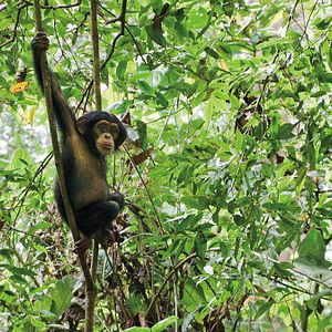 Fotoğraf Mark Linfield