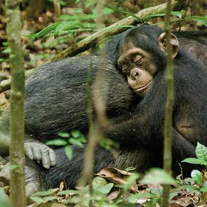 Fotoğraf Chimpanzee