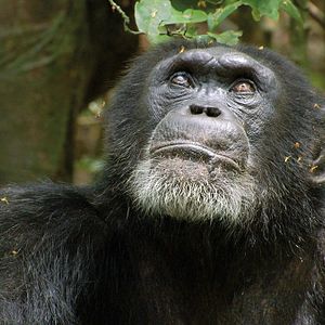 Fotoğraf Chimpanzee