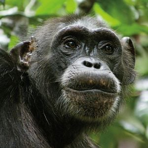 Fotoğraf Chimpanzee