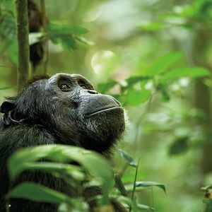 Fotoğraf Chimpanzee