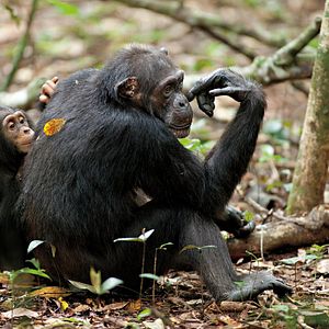 Fotoğraf Chimpanzee
