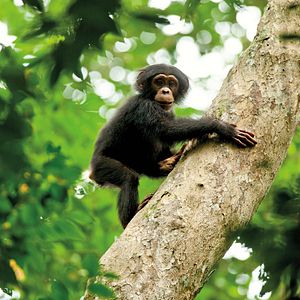 Fotoğraf Chimpanzee