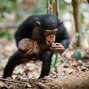 Fotoğraf Chimpanzee