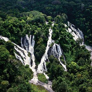 Fotoğraf Chimpanzee