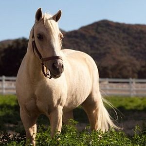 Fotoğraf Princess and the Pony