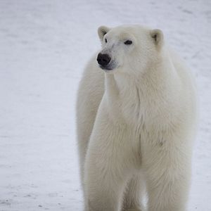 Fotoğraf To the Arctic