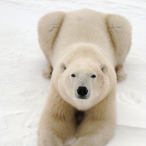 Fotoğraf To the Arctic