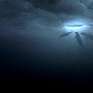 Fotoğraf Büyük Mucize