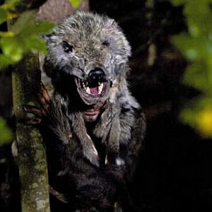 Fotoğraf Wolfsfährte