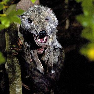 Fotoğraf Wolfsfährte