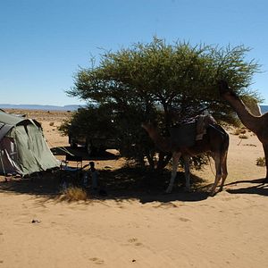 Fotoğraf Allein die Wüste