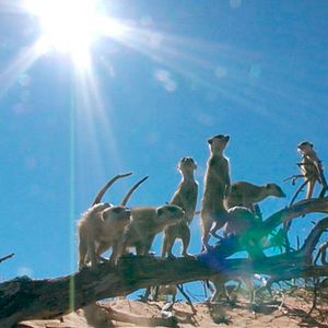 Fotoğraf Meerkat Manor: The Story Begins