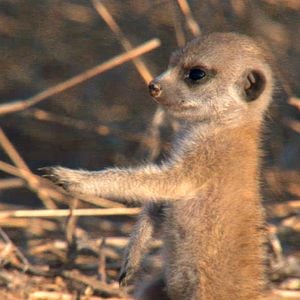Fotoğraf Meerkat Manor: The Story Begins