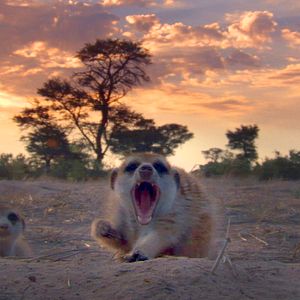 Fotoğraf Meerkat Manor: The Story Begins