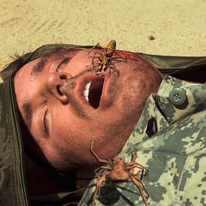 Fotoğraf Camel Spiders