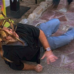Fotoğraf Camel Spiders