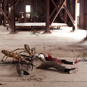 Fotoğraf Camel Spiders