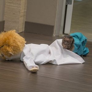 Fotoğraf Animal Practice