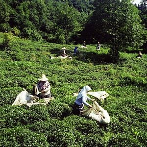 Fotoğraf Cennetteki Çöplük