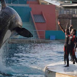 Fotoğraf Pas ve Kemik