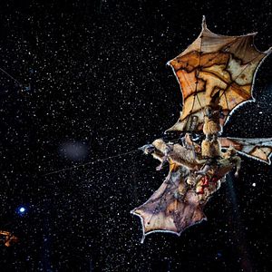 Fotoğraf Cirque du Soleil: Worlds Away
