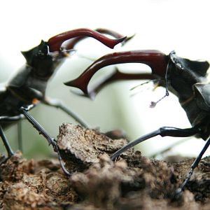 Fotoğraf Das grüne Wunder - Unser Wald