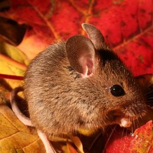 Fotoğraf Das grüne Wunder - Unser Wald