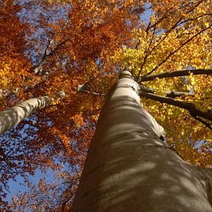 Fotoğraf Das grüne Wunder - Unser Wald