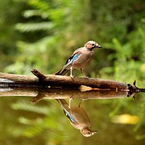 Fotoğraf Das grüne Wunder - Unser Wald