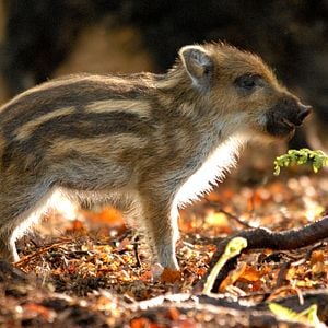 Fotoğraf Das grüne Wunder - Unser Wald