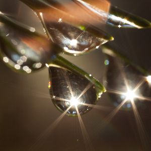 Fotoğraf Das grüne Wunder - Unser Wald