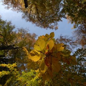 Fotoğraf Das grüne Wunder - Unser Wald
