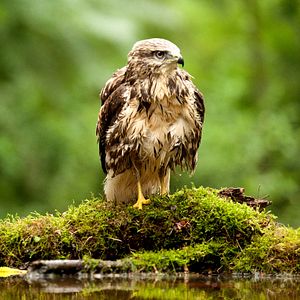 Fotoğraf Das grüne Wunder - Unser Wald
