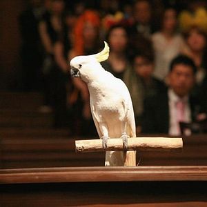 Fotoğraf Dava Vekili