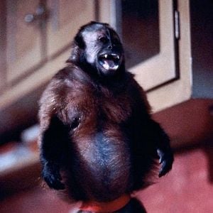 Fotoğraf Monkey Shines