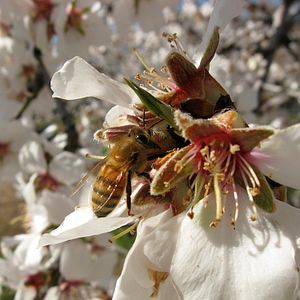 Fotoğraf Baldan Acı