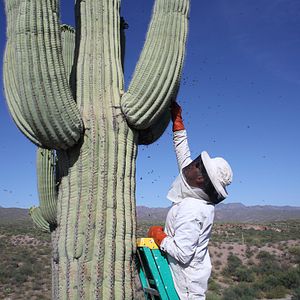 Fotoğraf Baldan Acı