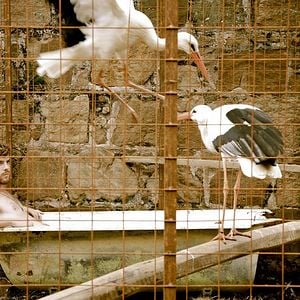 Fotoğraf Le Vol des cigognes