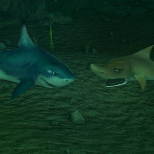 Fotoğraf Cesur Balık 2